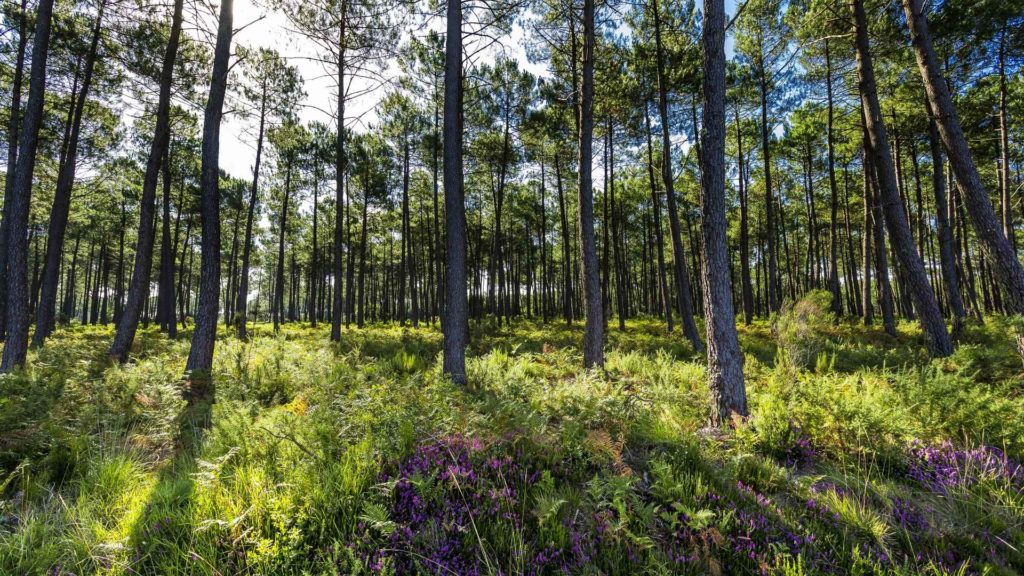 foret-des-landes-biscarrosse